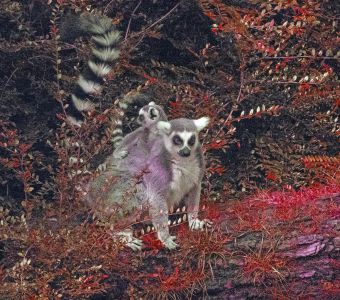 ALERTE ROUGE POUR LES LEMURIENS DE MADAGASCAR