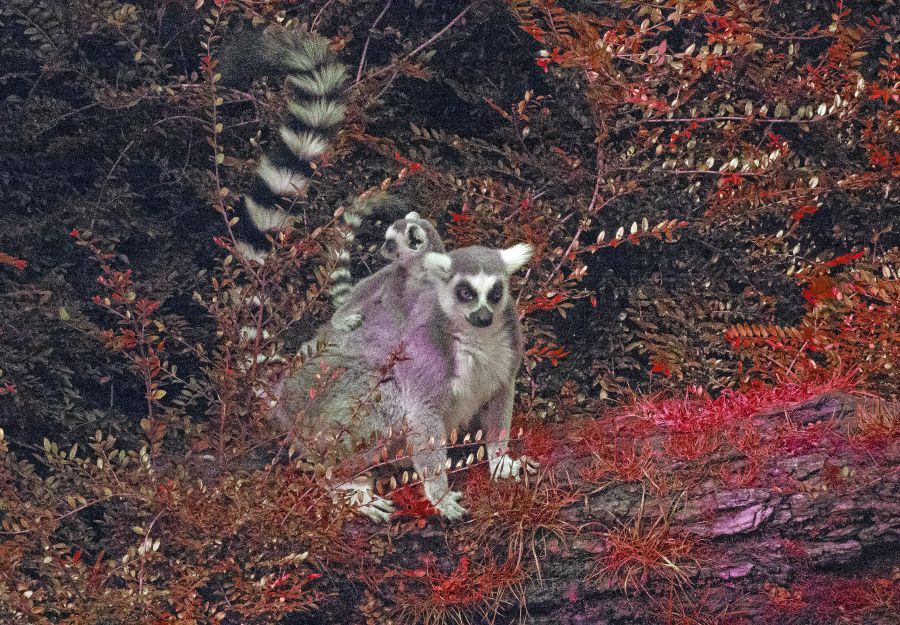 Photo d'un lémur catta et son petit par Pierre-François BOUCHER