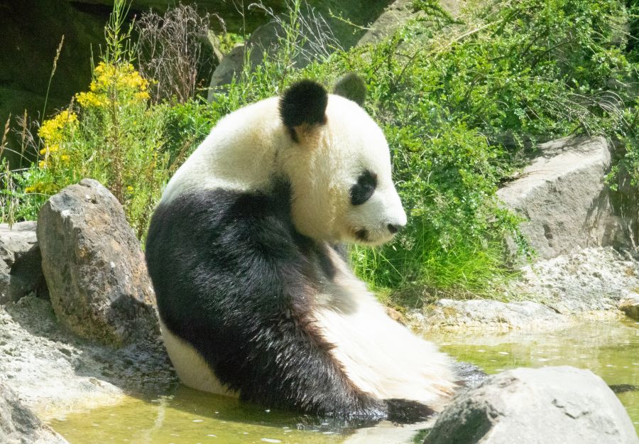 Animaux emblematiques de la lutte pour la protection des ... - Image 2