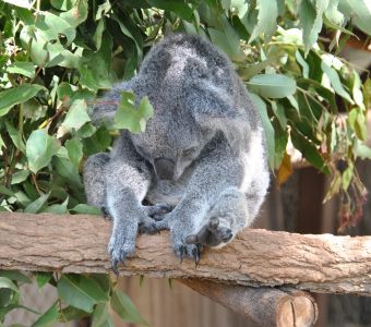 AUSTRALIE : INCENDIES ET SOLIDARITE