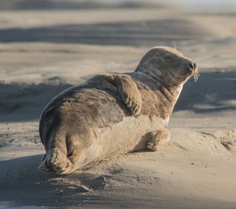 NOUVEAU DOSSIER : BIODIVERSITE ET ANIMAUX REMARQUABLES DU NORD DE LA FRANCE