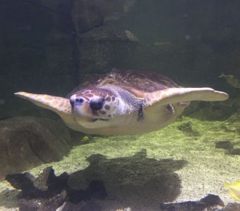 Tortue d'hermann : taille, description, biotope, habitat, reproduction