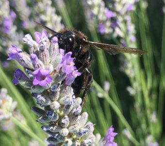 DECOUVRE LES ANIMAUX DU JARDIN AVEC ANIGAIDO