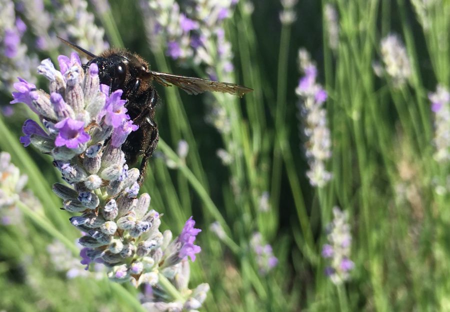 Decouvre les animaux du jardin avec anigaido - Image 2