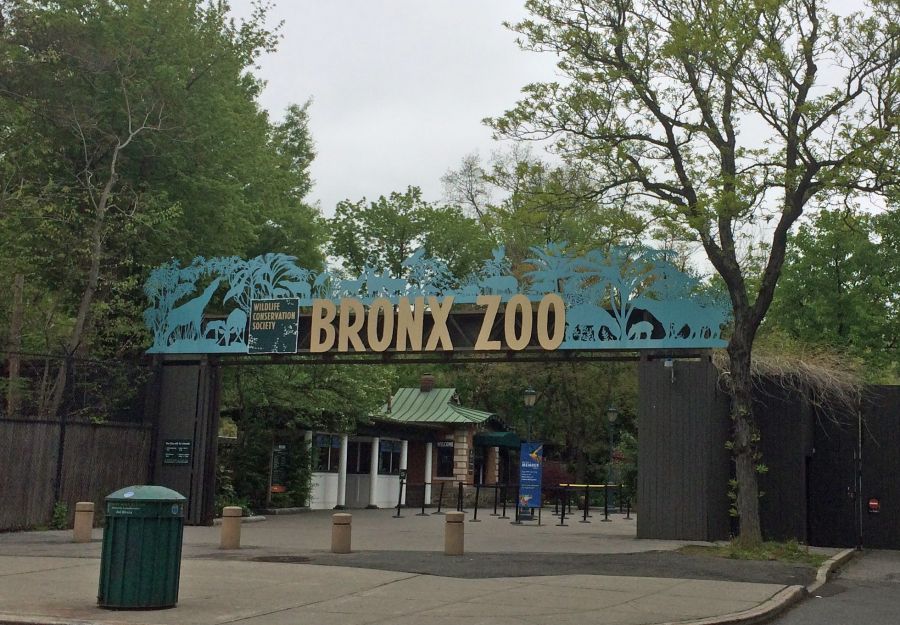 Un tigre du zoo du bronx teste positif au covid-19 - Image 2