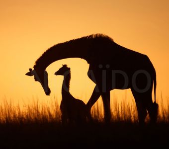 AU ROYAUME DES ANIMAUX