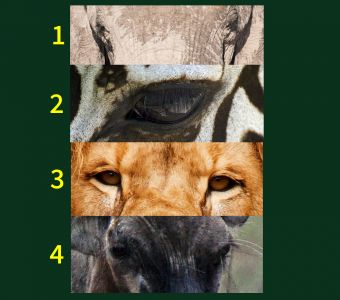 LE QUIZ DES ANIMAUX DE LA SAVANE