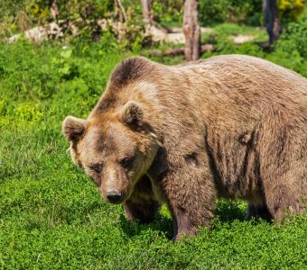 UN NOUVEL OURS BRACONNE DANS LES PYRENEES