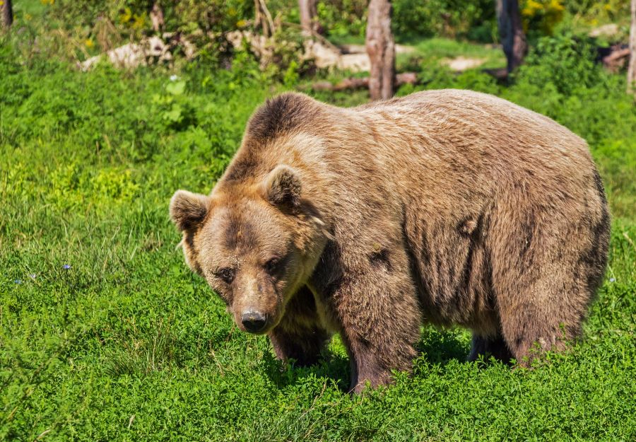 Un nouvel ours braconne dans les pyrenees - Image 2