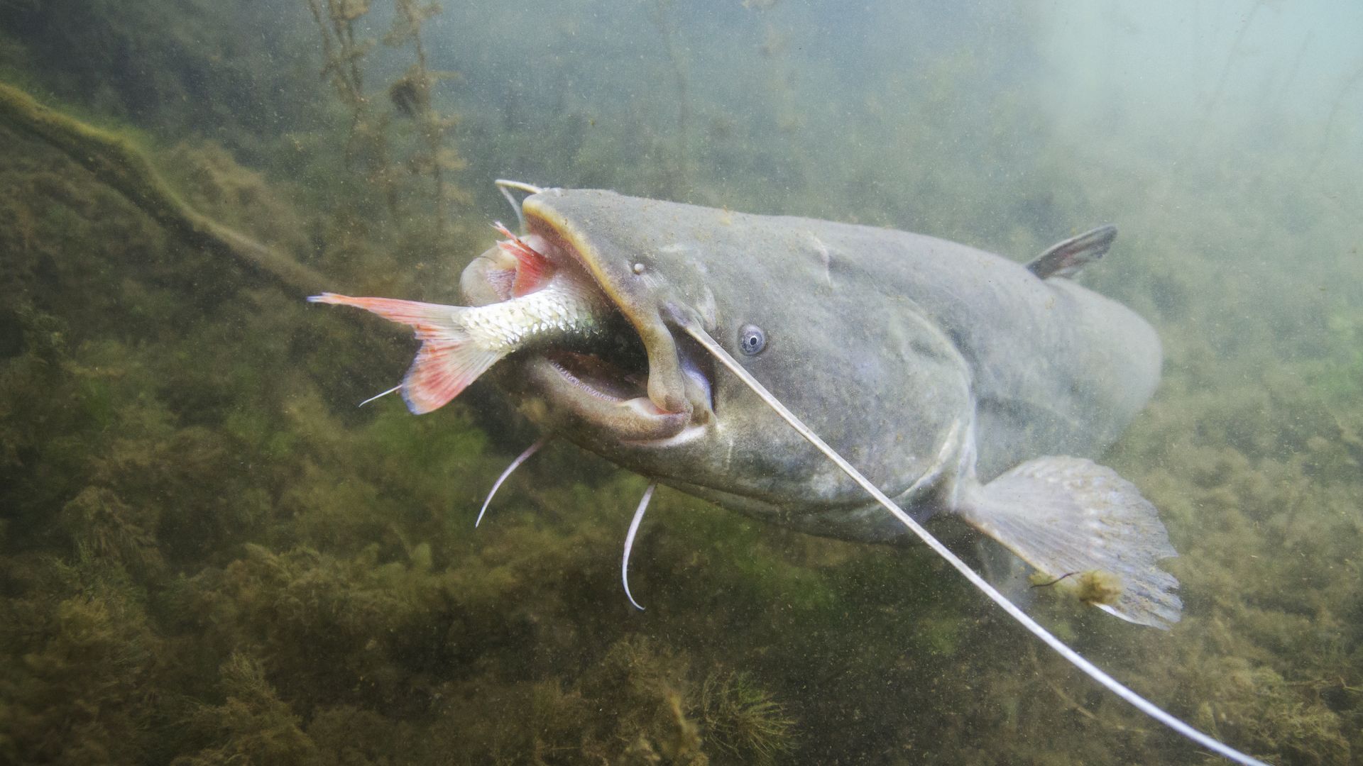 Imaginatif Record lecteur que mange les bebe poisson chat Se soûler ...