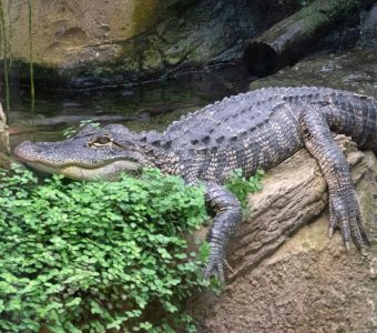 MORT DE SATURNE, 'L'ALLIGATOR D'HITLER'