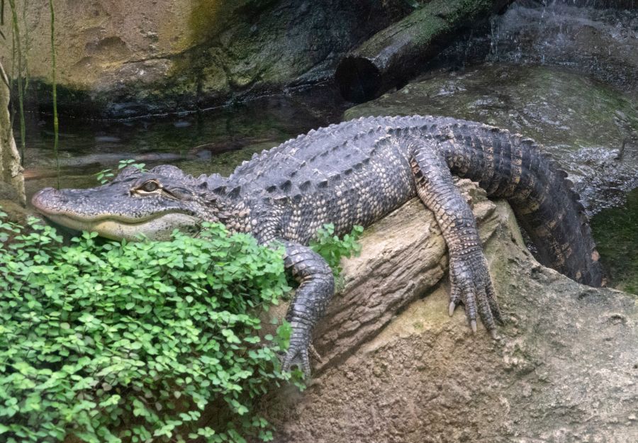 Un Alligator du Mississippi se repose sur une branche au ZooParc de Beauval © Pierre-François BOUCHER