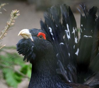 LA COMMISSION EUROPEENNE DEMANDE A LA FRANCE D'ARRETER LA CHASSE D'ESPECES MENACEES