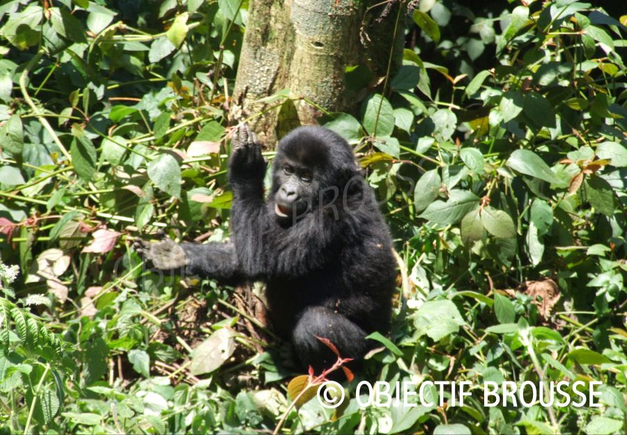 En rd congo, des boules d'argile pour sauver les gorilles - Image 2