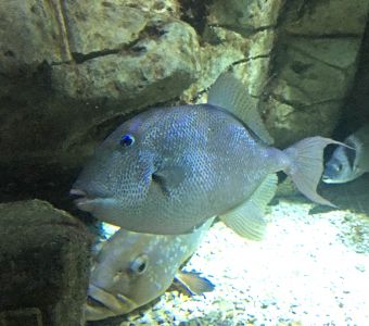 LE MYSTERE DU 'POISSON-MORDEUR' DE SAINT-RAPHAEL !