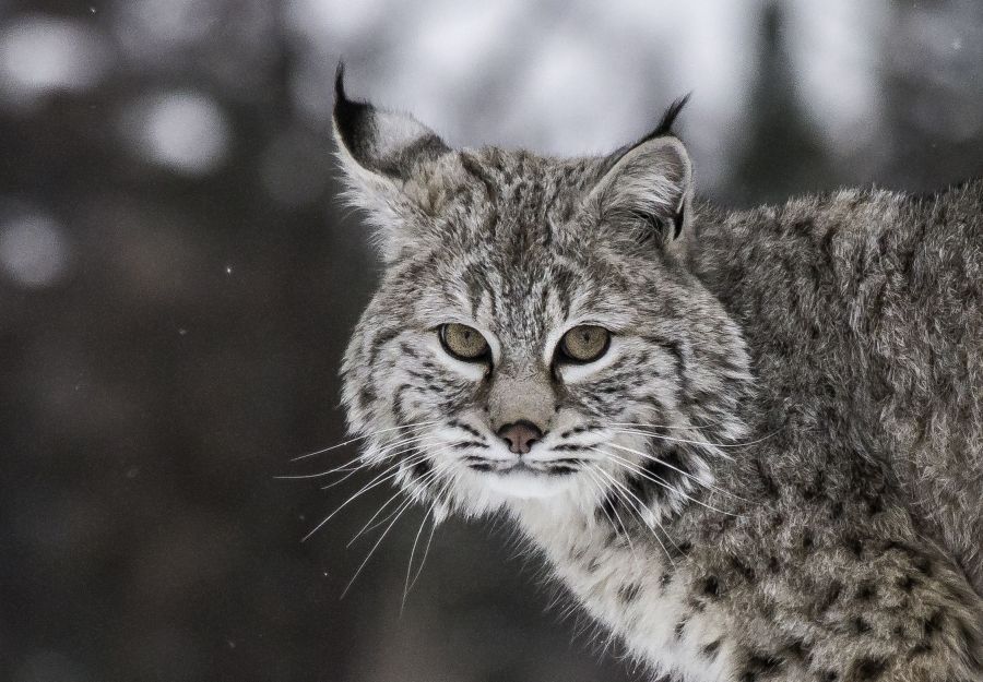 Nouvelles fiches animaux a consulter sur anigaIdo - Image 2