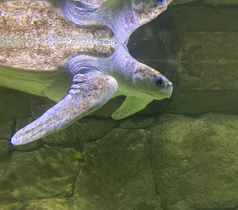 DES TORTUES CAOUANNES PONDENT LEURS OEUFS SUR DES PLAGES DE LA COTE D'AZUR