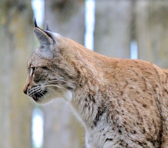 IL NE RESTE PLUS QUE 4 LYNX DANS LES VOSGES !