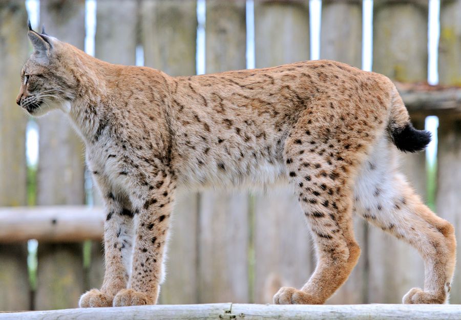 Il ne reste plus que 4 lynx dans les vosges ! - Image 2