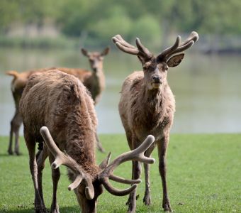 OU VOIR LE BRAME DU CERF ?