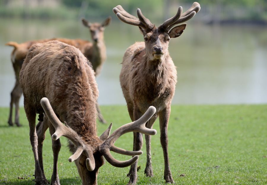 Ou voir le brame du cerf ? - Image 2