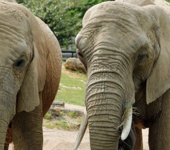 LE MYSTERE DES ELEPHANTS MORTS AU BOTSWANA EN PARTIE LEVE