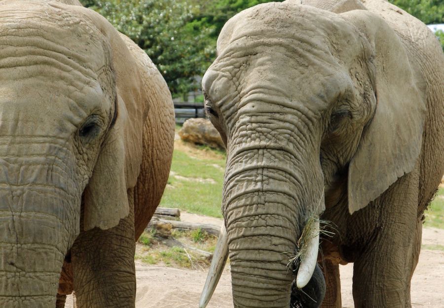 Le mystere des elephants morts au botswana en partie leve - Image 2