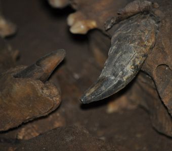 DECOUVERTE D’OURS DES CAVERNES PARFAITEMENT CONSERVES EN SIBERIE