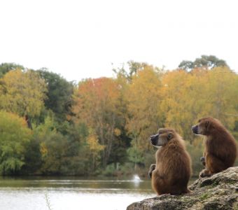 CONFINEMENT : REOUVERTURE DES PARCS ANIMALIERS & LIEUX ACCUEILLANT DU PUBLIC