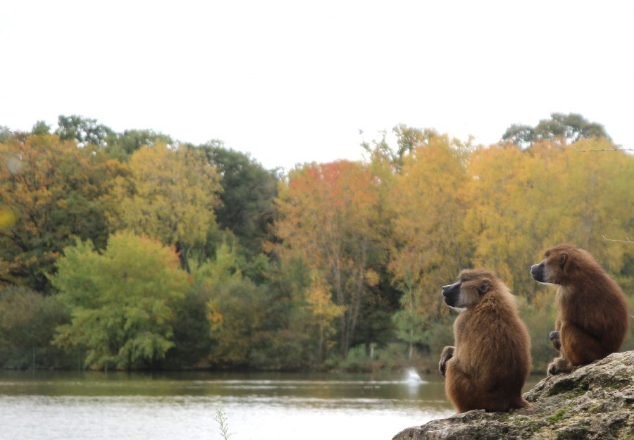 Reconfinement : fermeture des parcs animaliers - Image 2