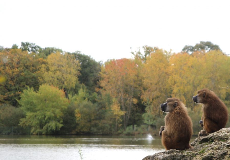 Reconfinement : fermeture des parcs animaliers - Image 2