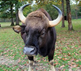 LES NOUVELLES FICHES ANIMAUX A DECOUVRIR SUR ANIGAÏDO !