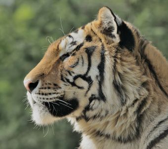 LE ZOO D'AMNEVILLE ANNONCE LA FIN DE SES SPECTACLES DE TIGRES ET DE PERROQUETS