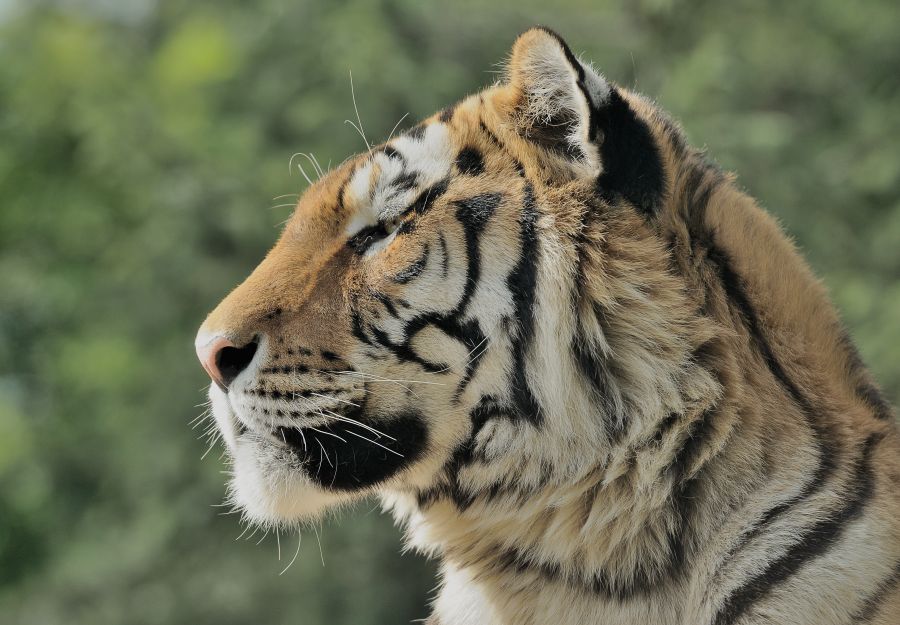 Le zoo d'amneville annonce la fin des spectacles de tigr ... - Image 2