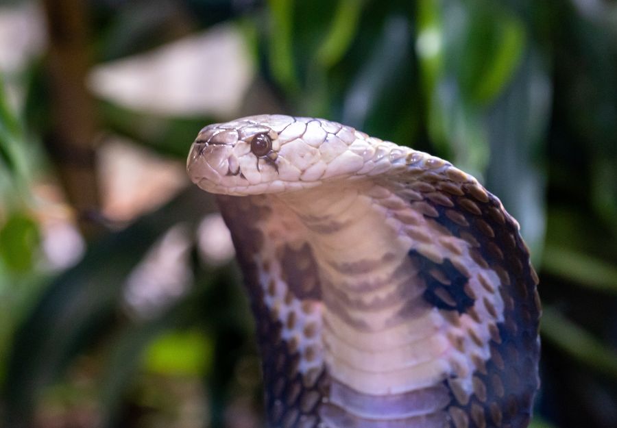 Nouvel article : les amphibiens, reptiles et serpents ve ... - Image 2