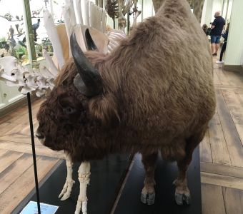 SAUVEGARDE DES ESPECES MENACEES : CA VA MIEUX POUR LE BISON D'EUROPE MAIS...