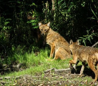 OBSERVATIONS D'UN CHACAL DORE DANS LES BOUCHES-DU-RHONE