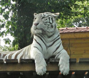 File:200408 Tigre blanc royal.JPG - Wikipedia