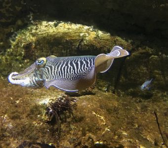 LA SEICHE AUSSI INTELLIGENTE QU'UN ENFANT ?