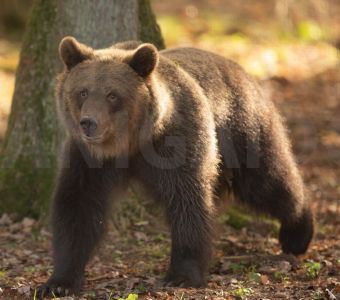 Ours brun : taille, description, biotope, habitat, reproduction