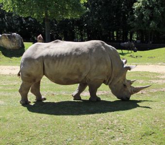 NOUVEAU QUIZ DES ANIMAUX XXL A JOUER SUR ANIGAIDO 