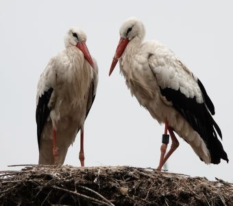 INCROYABLES OISEAUX MIGRATEURS !