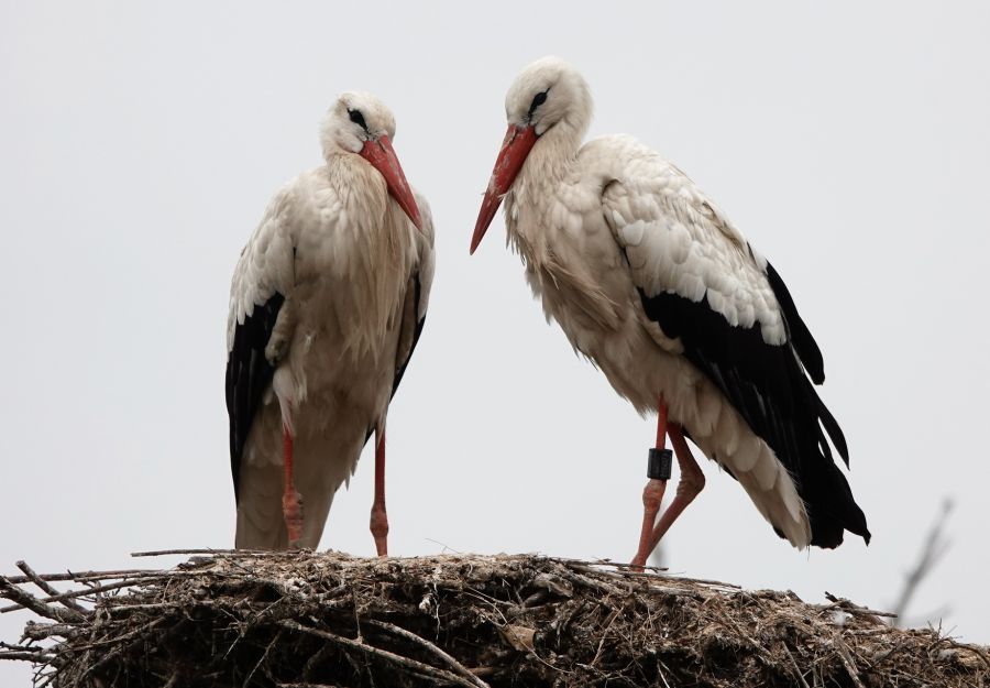 Incroyables oiseaux migrateurs ! - Image 2