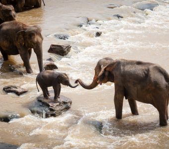 DES ELEPHANTS SEMENT LA PAGAILLE EN CHINE !