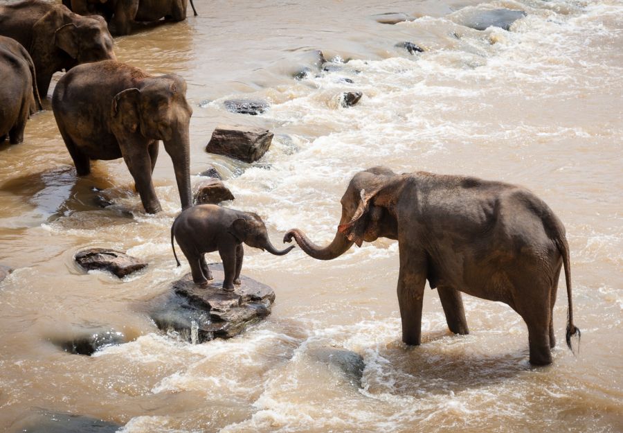 Des elephants sement la pagaille en chine ! - Image 2