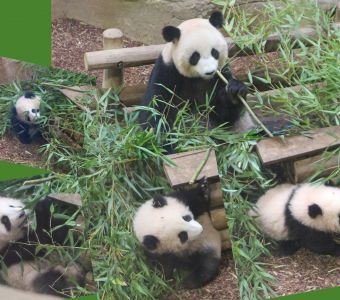 NAISSANCE DE DEUX BEBES PANDAS GEANTS AU ZOOPARC DE BEAUVAL LE 2 AOUT 2021