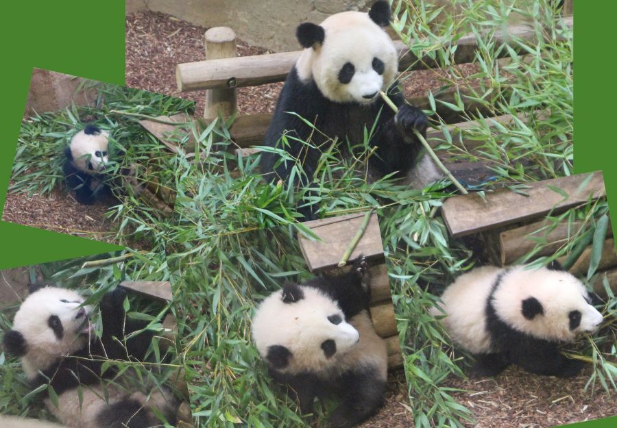 Naissance de deux bebes pandas geants au zooparc de beau ... - Image 2