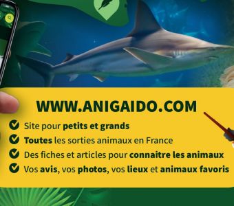 NOS ARTICLES POUR DECOUVRIR LES ANIMAUX ET PREPARER UN EXPOSE