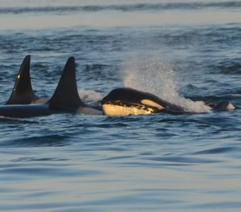 DES ORQUES 'ATTAQUENT' DES BATEAUX DANS LA PENINSULE IBERIQUE