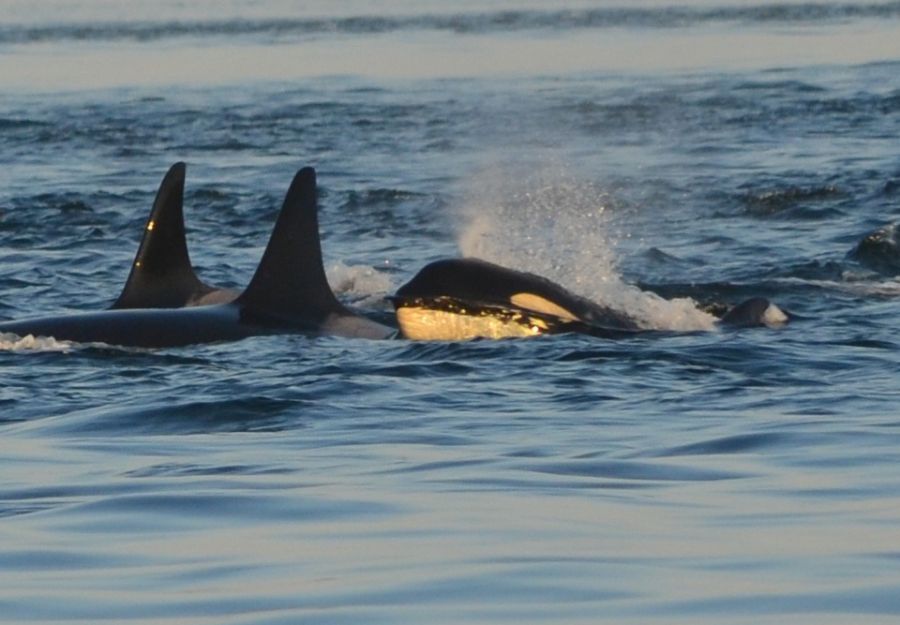 Des orques 'attaquent' des bateaux dans la peninsule ibe ... - Image 2